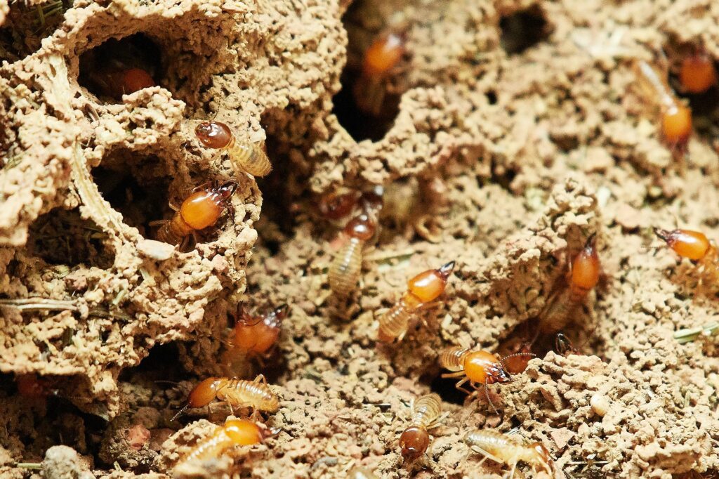 Termite Inspections Sutherland Shire - Timber Pest Inspections - Termite Inspections Sydney